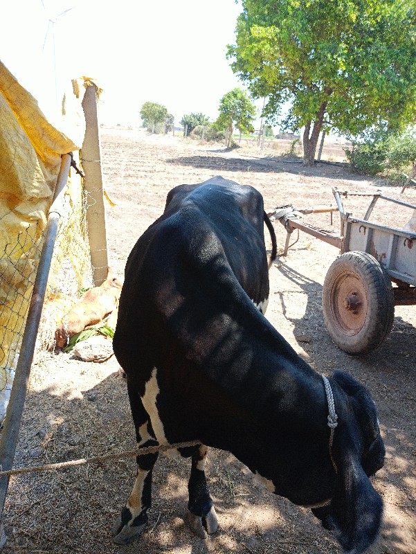 વેચવાની
