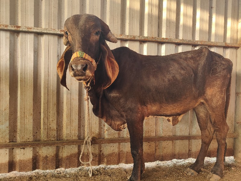 કારી વાચડી વેચવ...