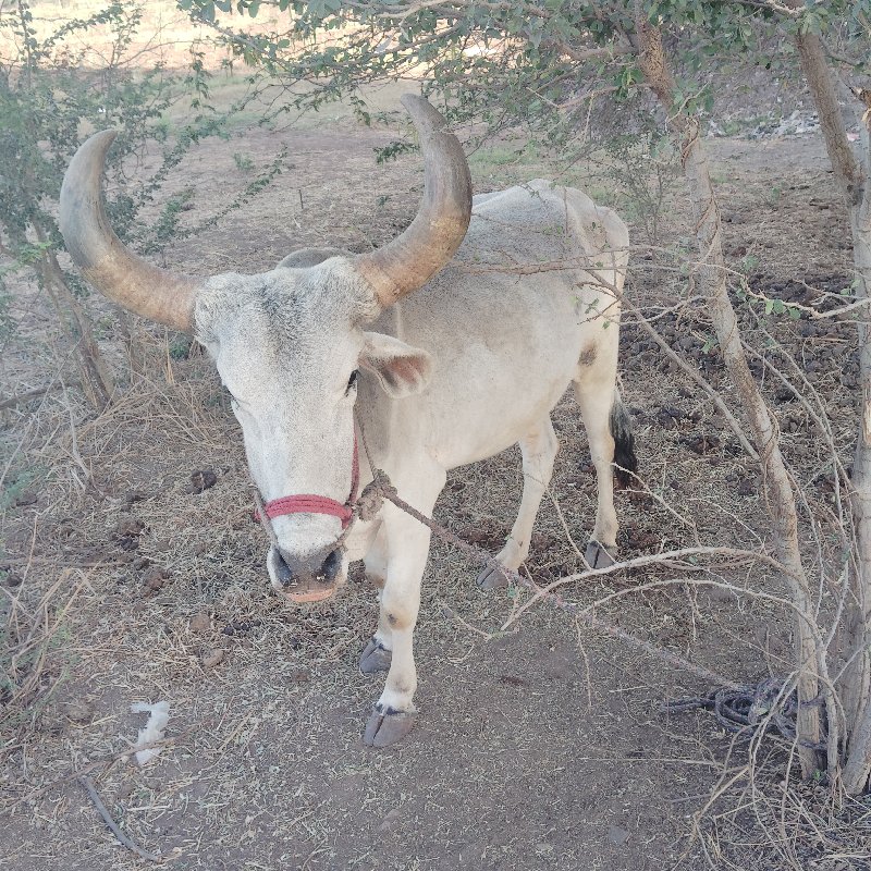 આ ગોઢલા વેચવાના...