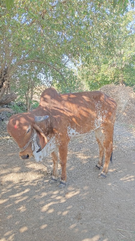 ગાય