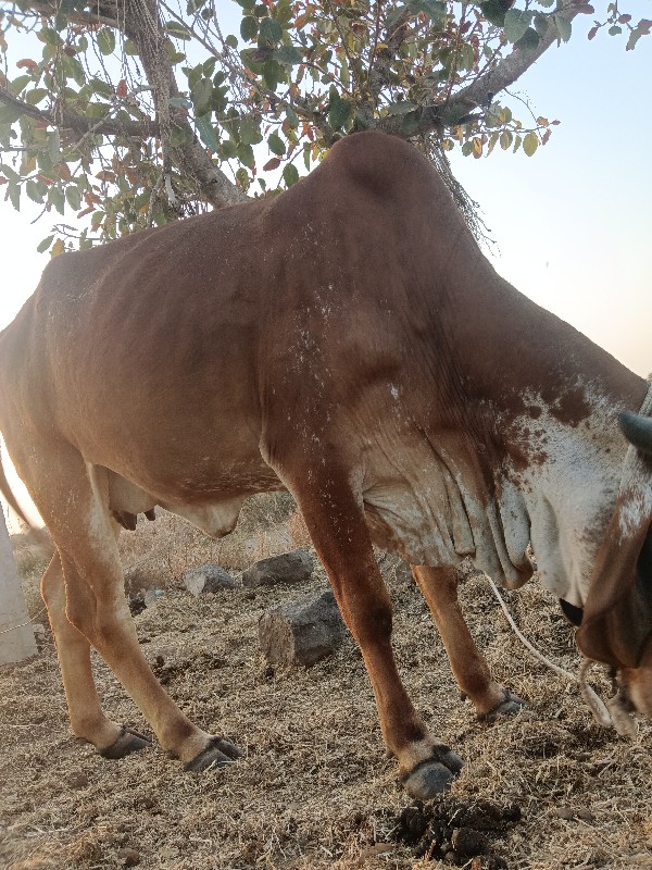 ગીર ગાય