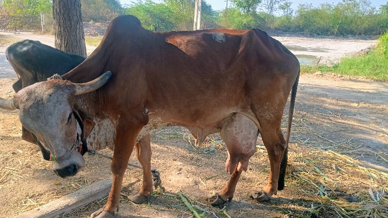 ગાય ત્રીજુ વેતર...