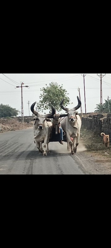 બળદ વેચવાના છે