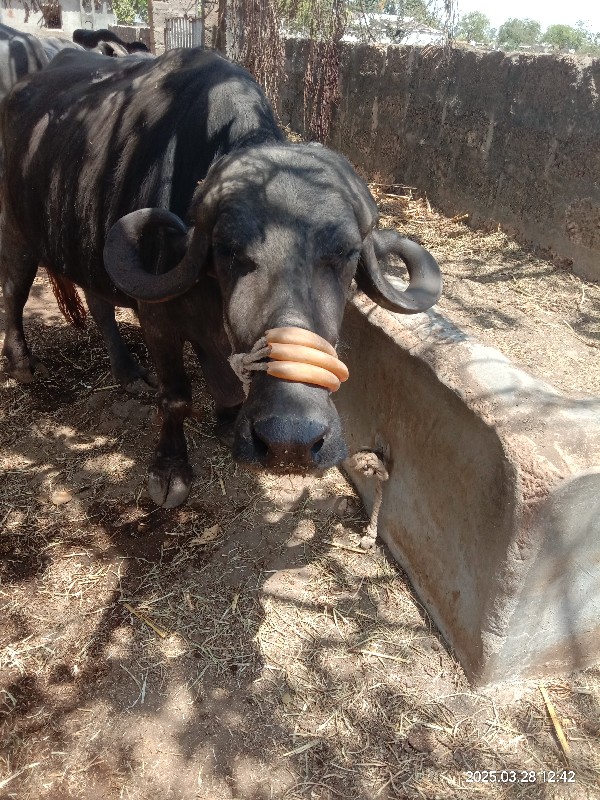 20 દિવસ ની કાચી