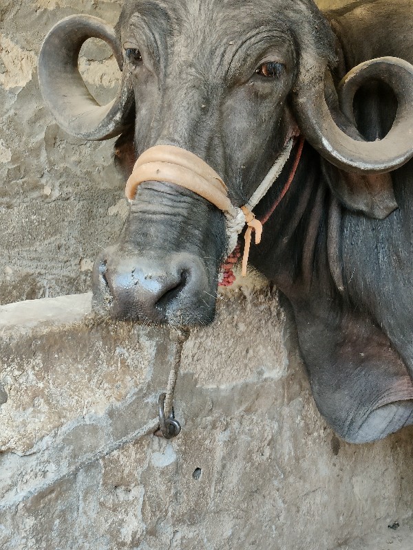 ભેંસ વેસવાની છે