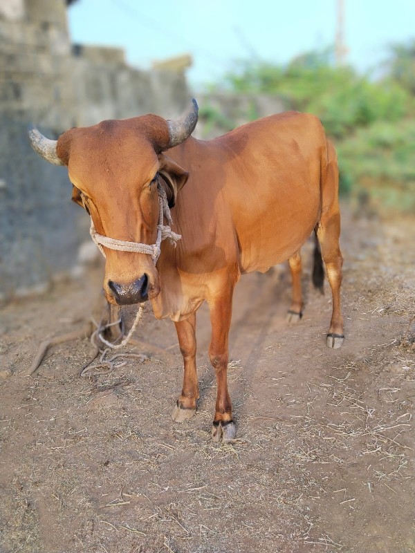 ગાય વહેચવાની છે