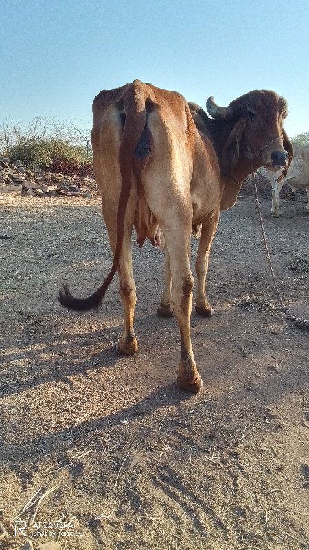 ગાય વેચવાની છે