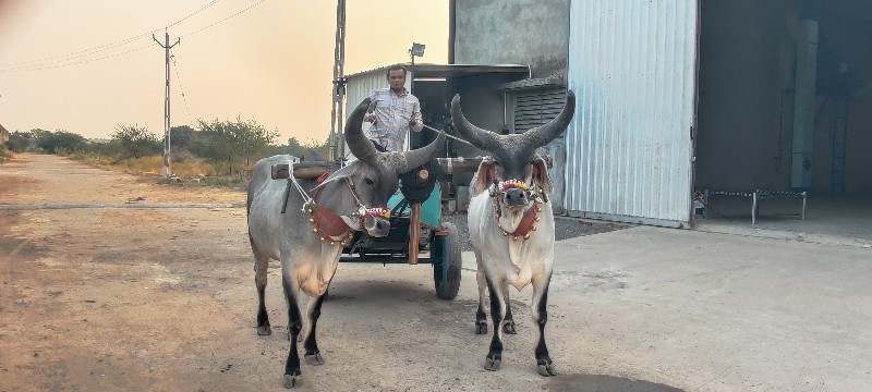 વાછડા