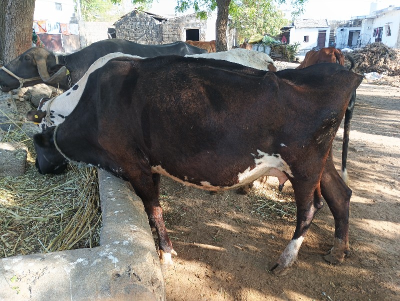 ગાય વેચવાની છે.