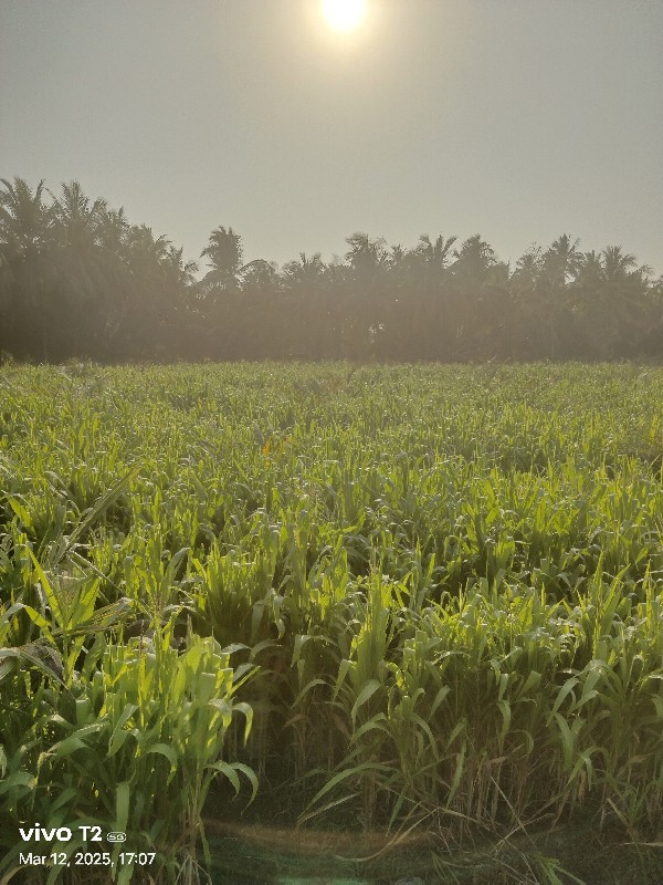 મકાઈ વેચવાની છે