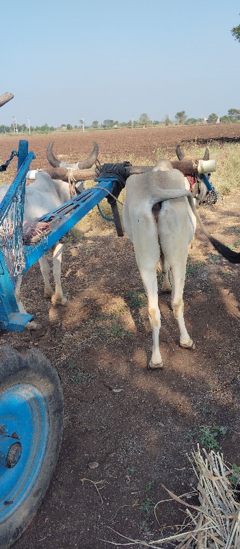 ગોઢલા વેશવાના છ...