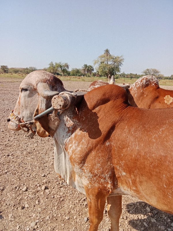 બડદ વેચવાનો છે...