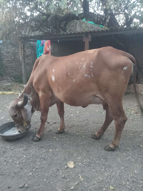 આ ગીર ગાય વેચવા...