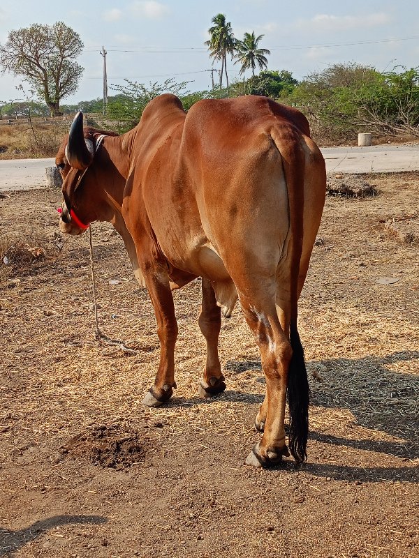 marva Bhiwani t...