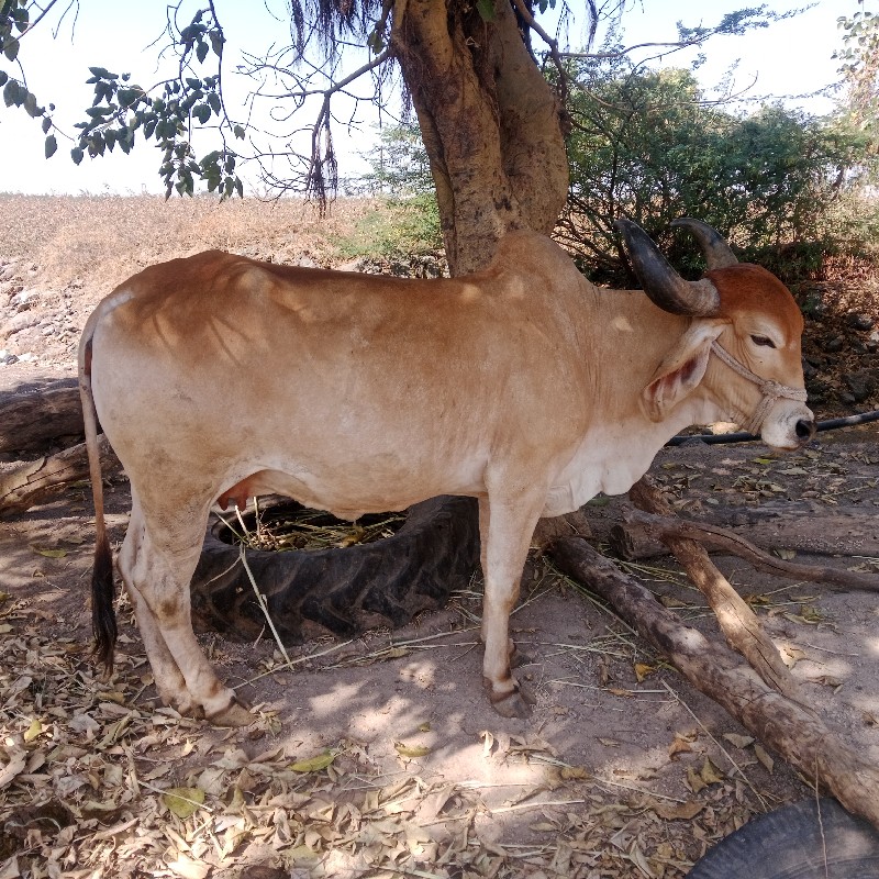 ગાય