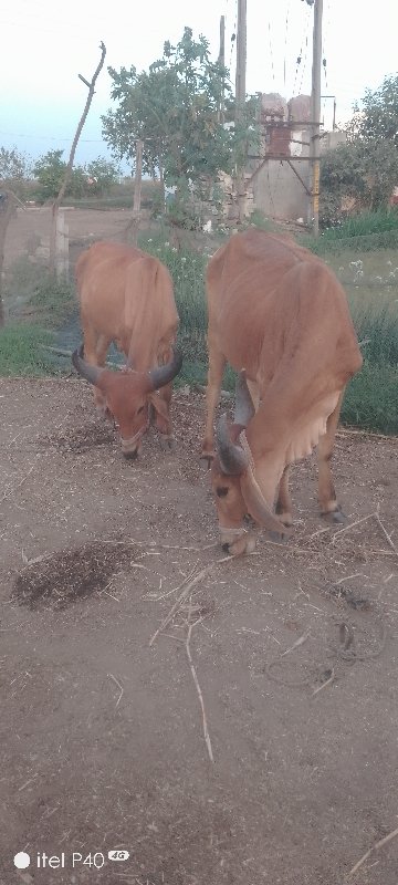 બળદ ખોડલા વેચવા...