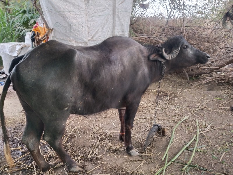 ખડેલી,સાટામાં ગ...