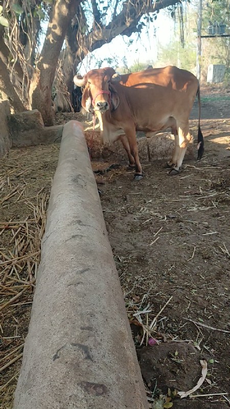 3 વેતર