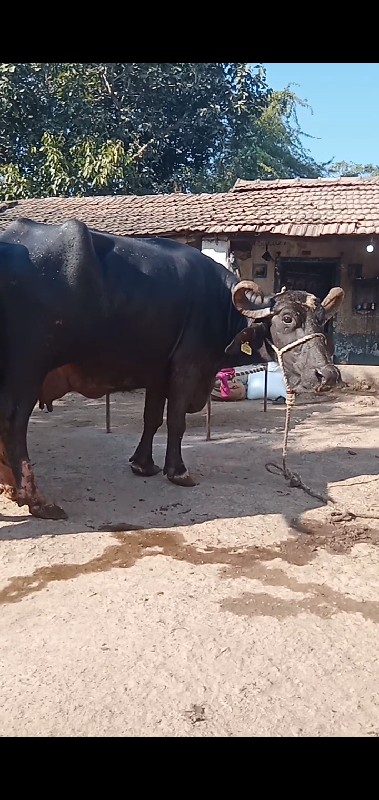 ભેસવેચવાનીછેવેત...