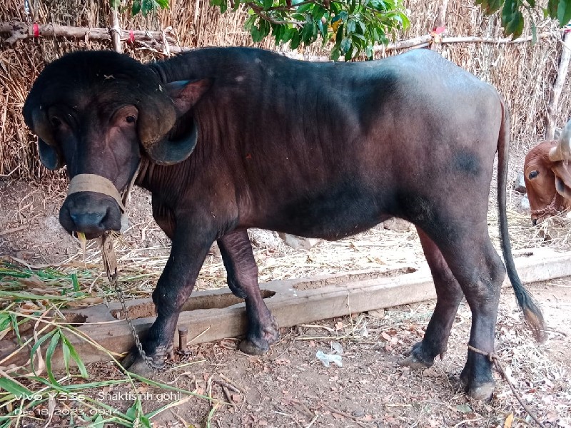 ખદાય