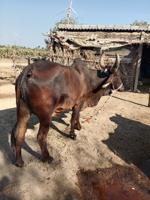 ગાય વેચવાની છે