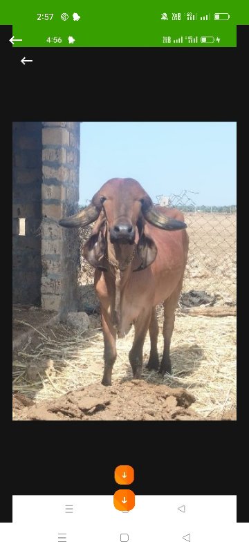 2ગાય દેવાની  છૅ