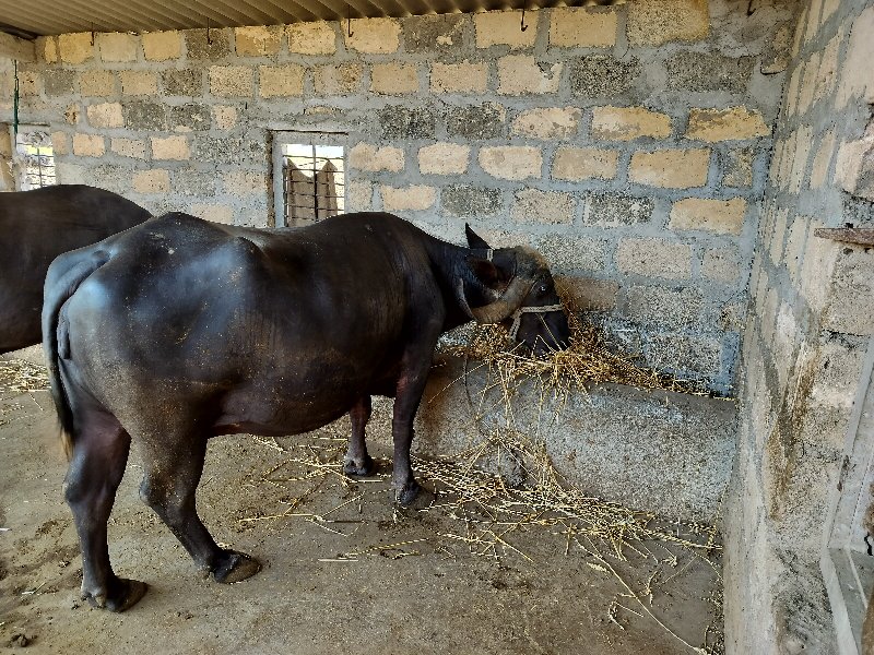 ભેંસ વેચવાની છે...