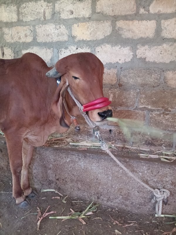 ગીર હોટકુ વેસવા...