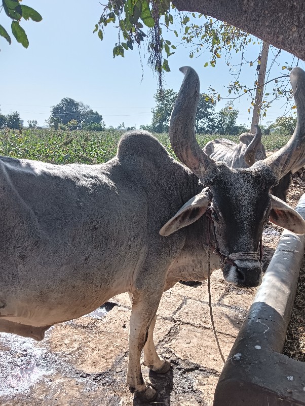 વેચવાના છે