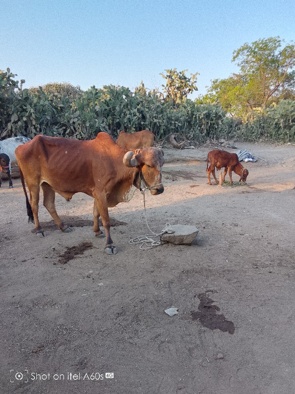 બળદ