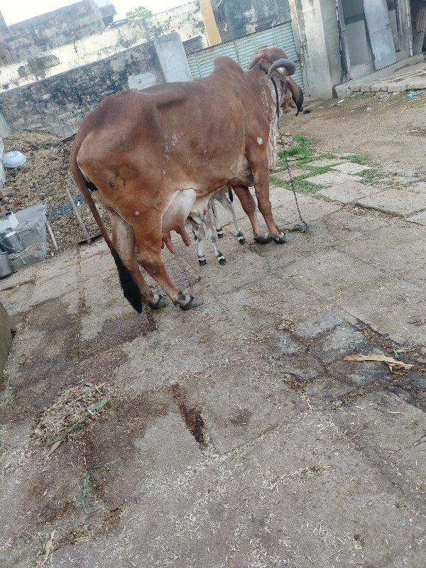 ગાય વેચવાની છે