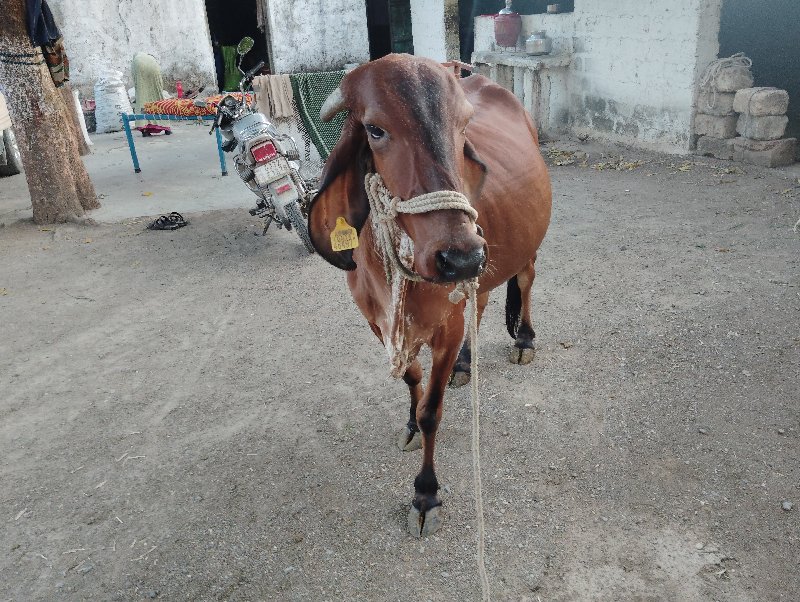 ગાય વેસવા ની સે