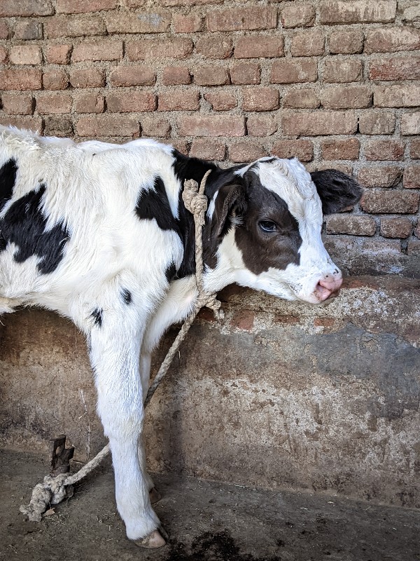 જરસો વાસડો વેસવ...