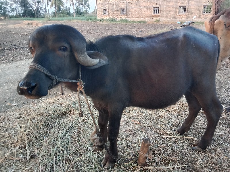 પાડો વેસવાનોસે