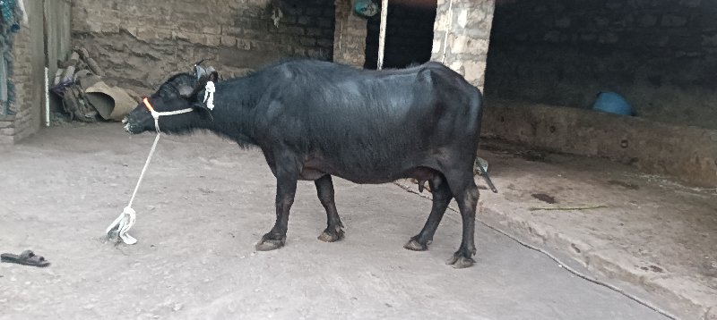 બીજું વેતર છે