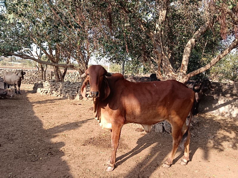 વેચવાની છે