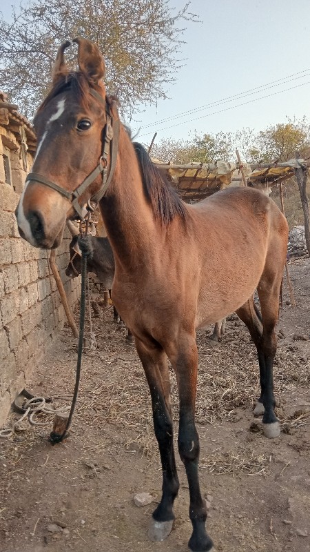 વશેરી વેસવાની છ...