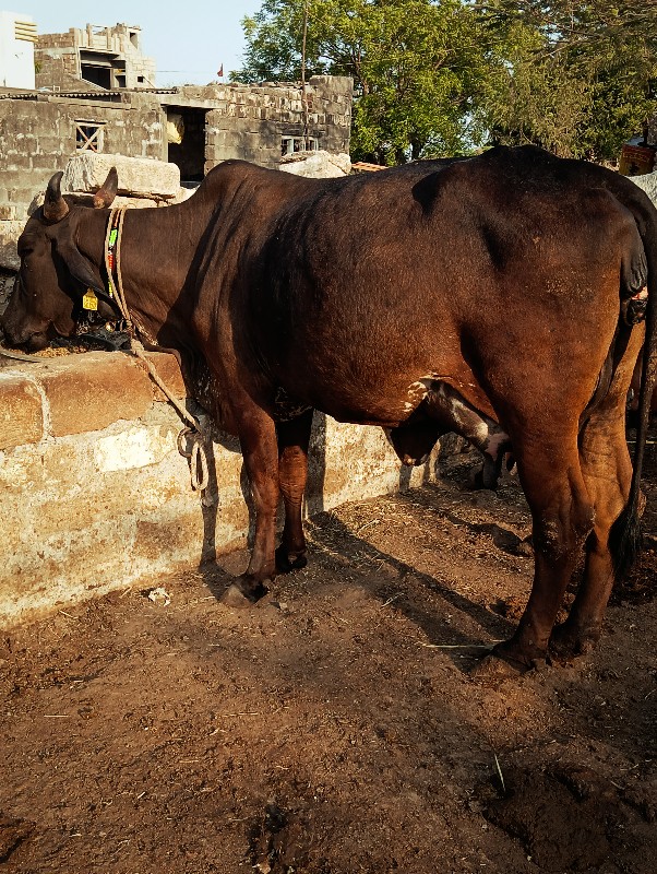 ગીર ક્રોસ