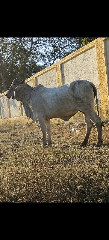 લીલડી વોડકી