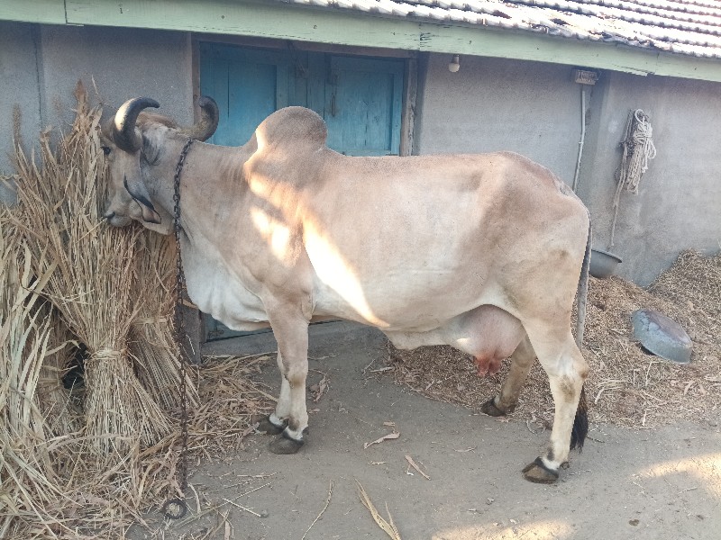 ગાય વેચવા ની છે