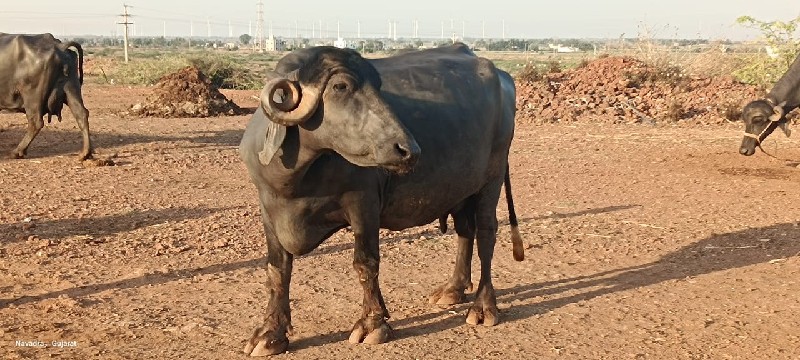 ભેંસ વેચવાની છે