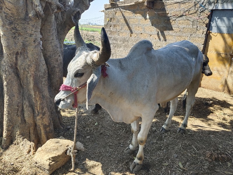 ખોખરડા જોવા મળશ...