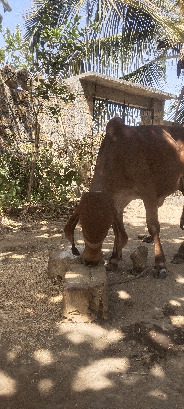 વાદળી આપવા ની છ...