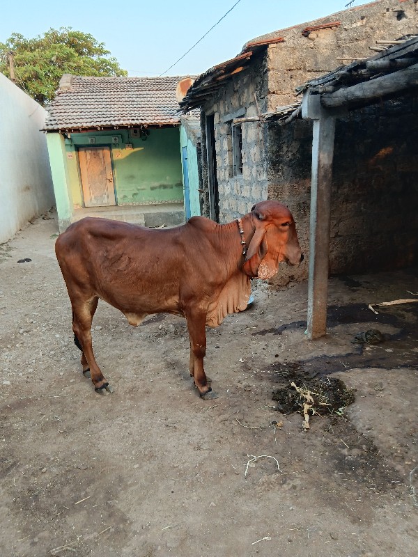 વાછડી