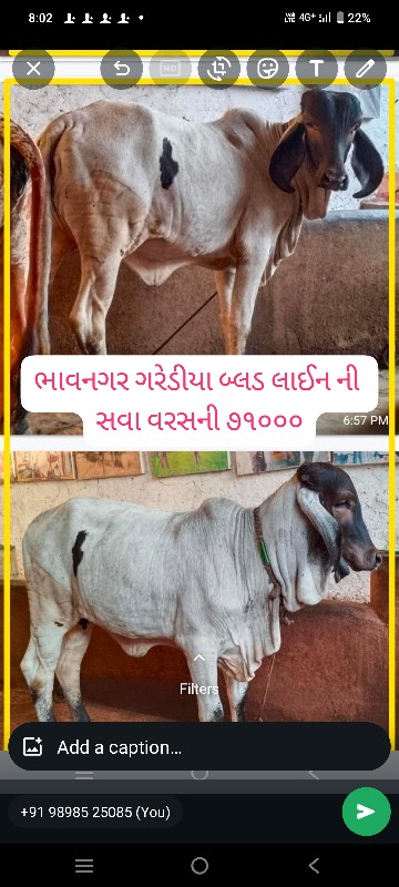 ગીર વાછડીઓ તથા...