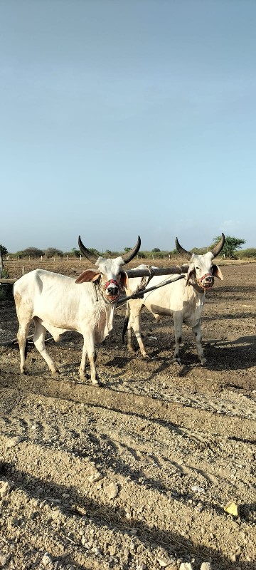 બળદ વેચવાના છે.