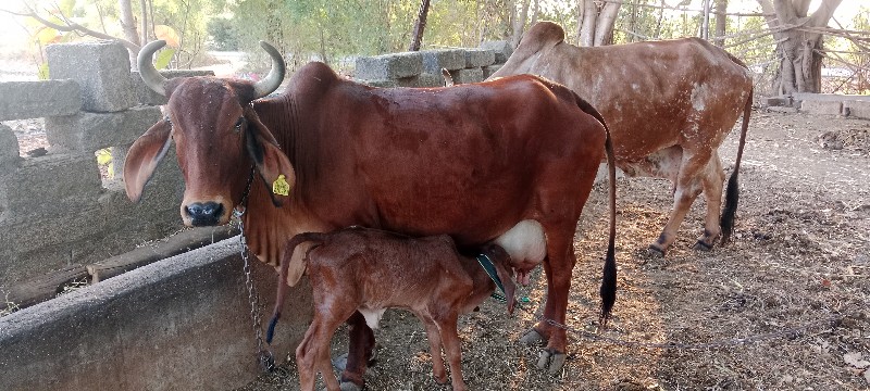 દેશી ગાય વેચવા...