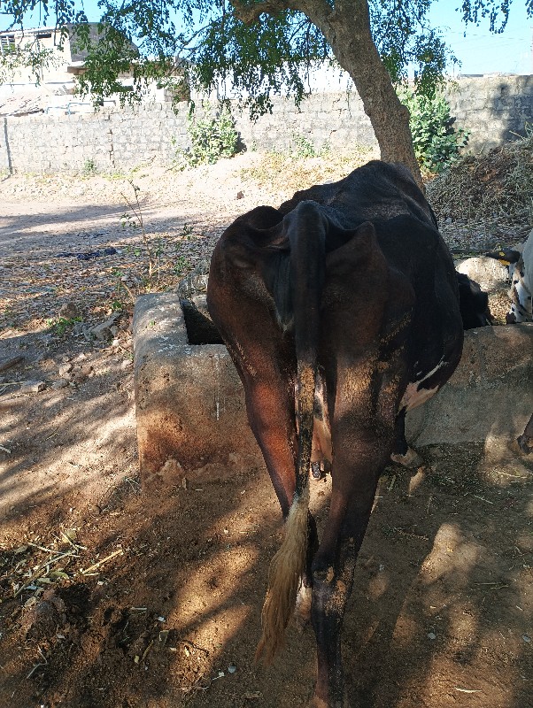 ગાય વેચવાની છે.