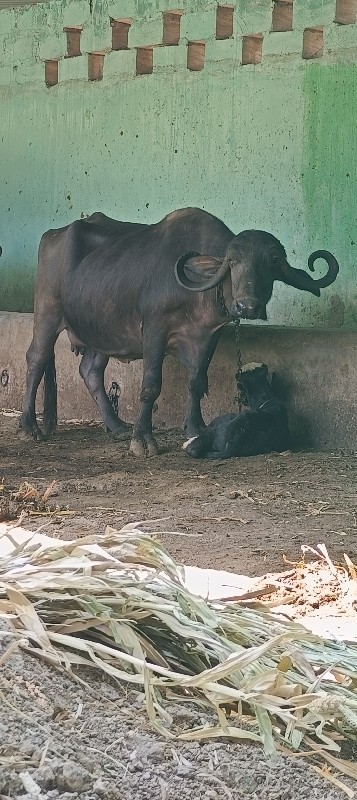 ત્રીજુ વેતર વીહ...