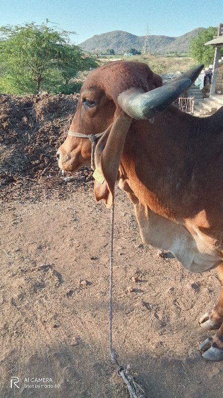 ગાય વેચવાની છે